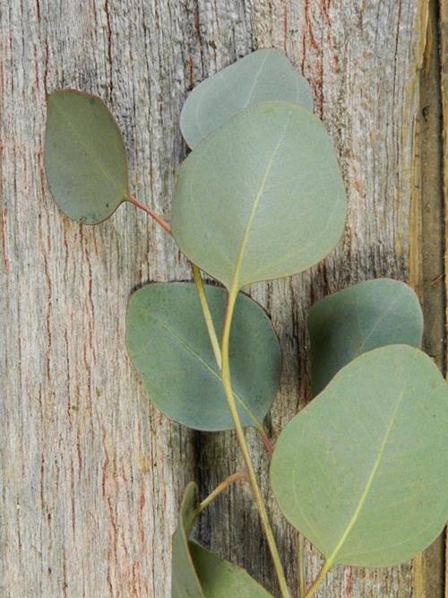 Silver Dollar  Green Eucalyptus